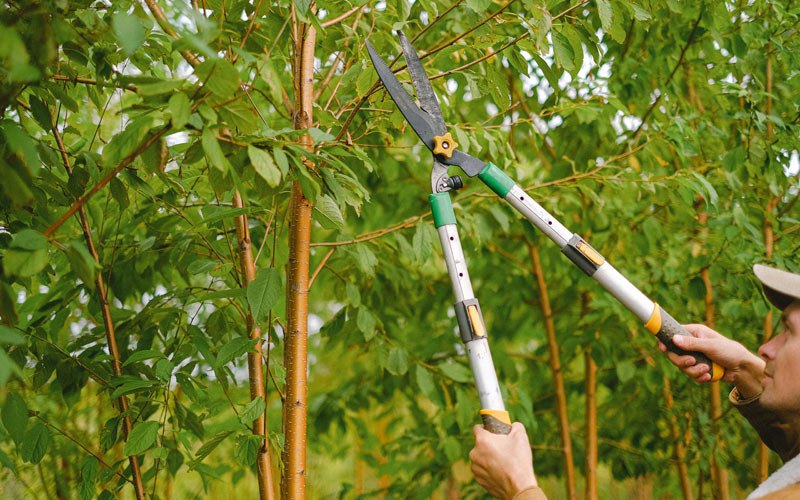 Tree trimming in Rock Rapids, IA